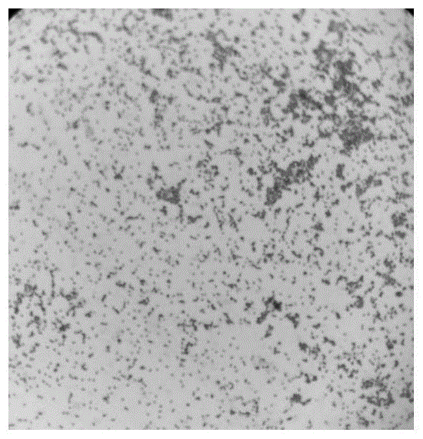一株銅綠假單胞菌及其應用