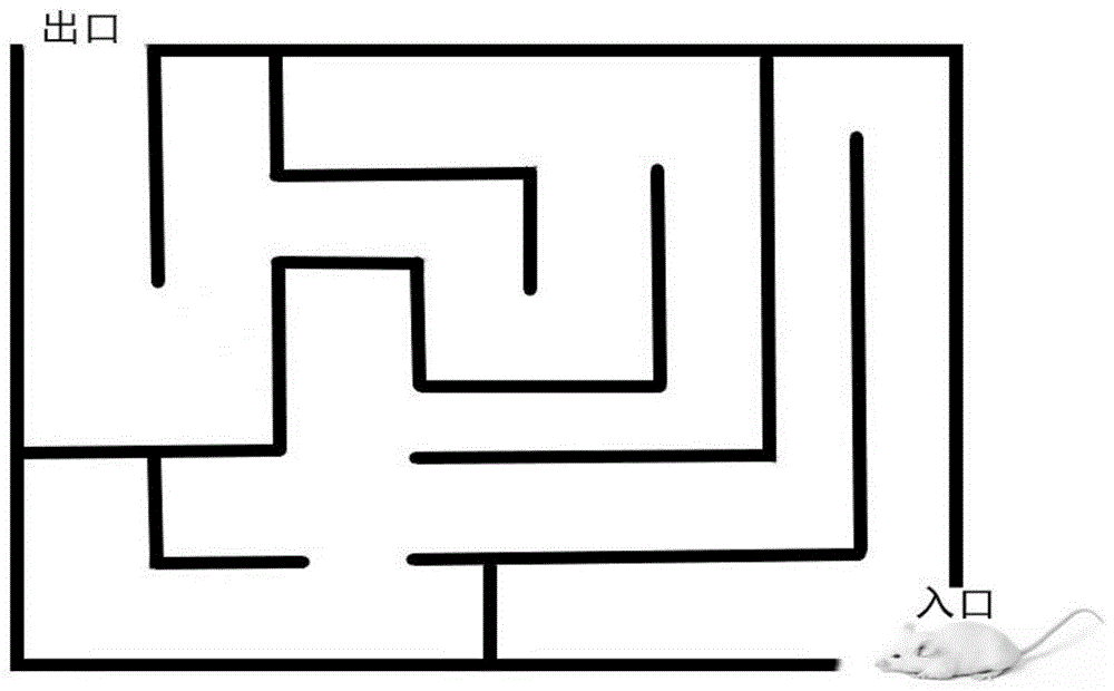 一種黑色食品發(fā)酵型復(fù)合小分子肽、口服液及制備方法和應(yīng)用