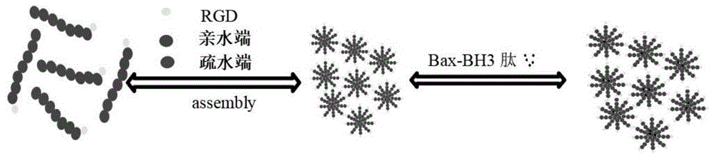 一種抗腫瘤多肽Bax-BH3、熒光高分子納米膠束及其制備方法和應(yīng)用