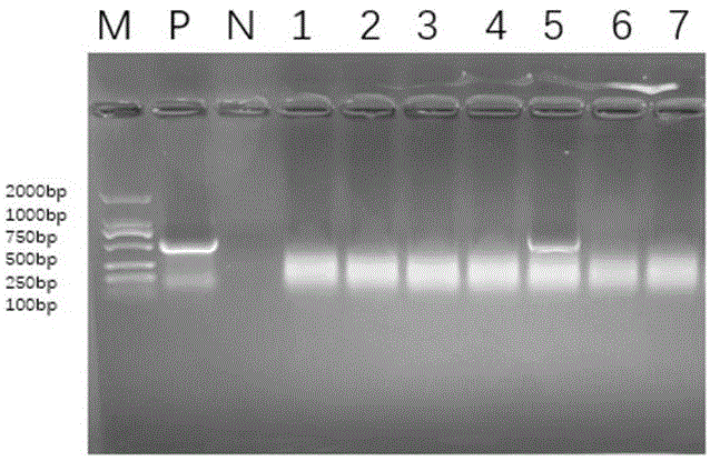 基因ZmMYB86在提高植物抗旱性能中的應(yīng)用