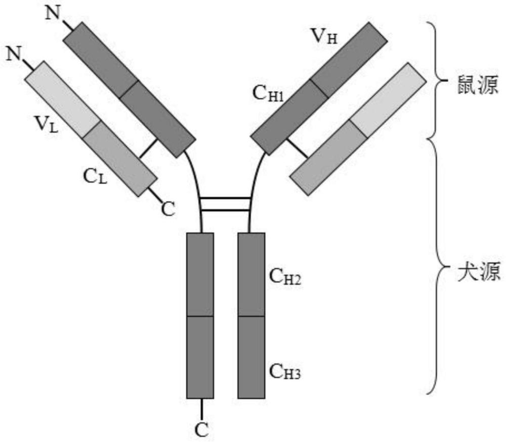一種抗犬細(xì)小病毒的基因工程抗體及其應(yīng)用