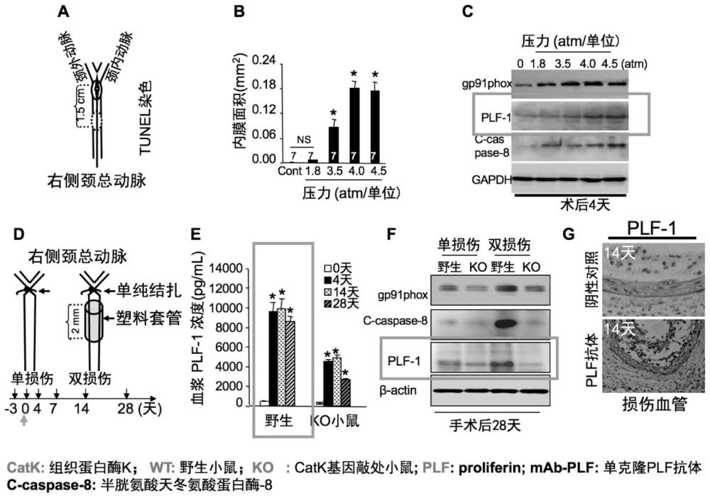 關(guān)于PCI術(shù)后血管損傷-再狹窄程度的標(biāo)記物
