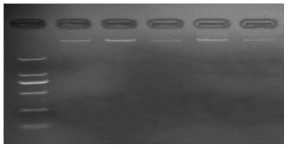 一種延邊黃牛肉質(zhì)相關(guān)的PLIN基因SNP分子標記、引物對、試劑盒及其應用