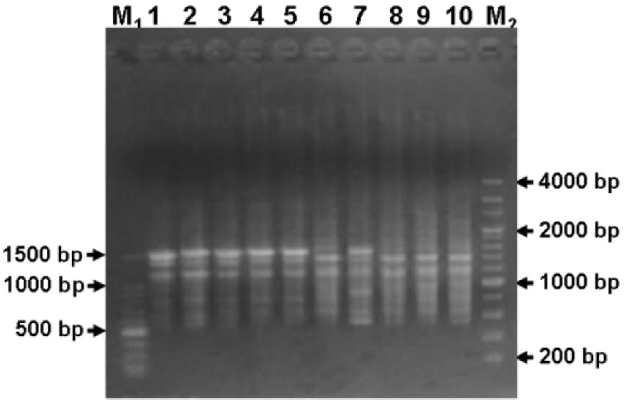 一種桃葉衛(wèi)矛的RAPD反應體系與試劑盒