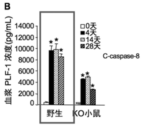 抑制平滑肌的損傷后增生的藥物組合物